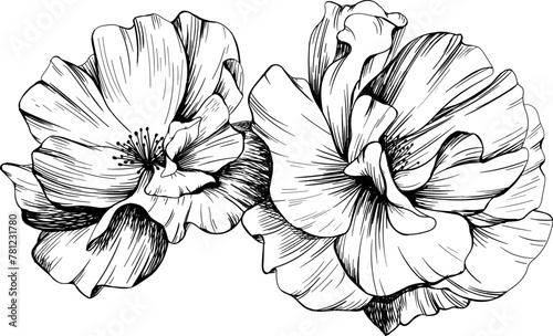 Rose flower isolated on white hand drawn vintage illustration.