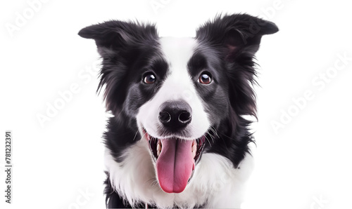 Happy Border Collie with Tongue Out