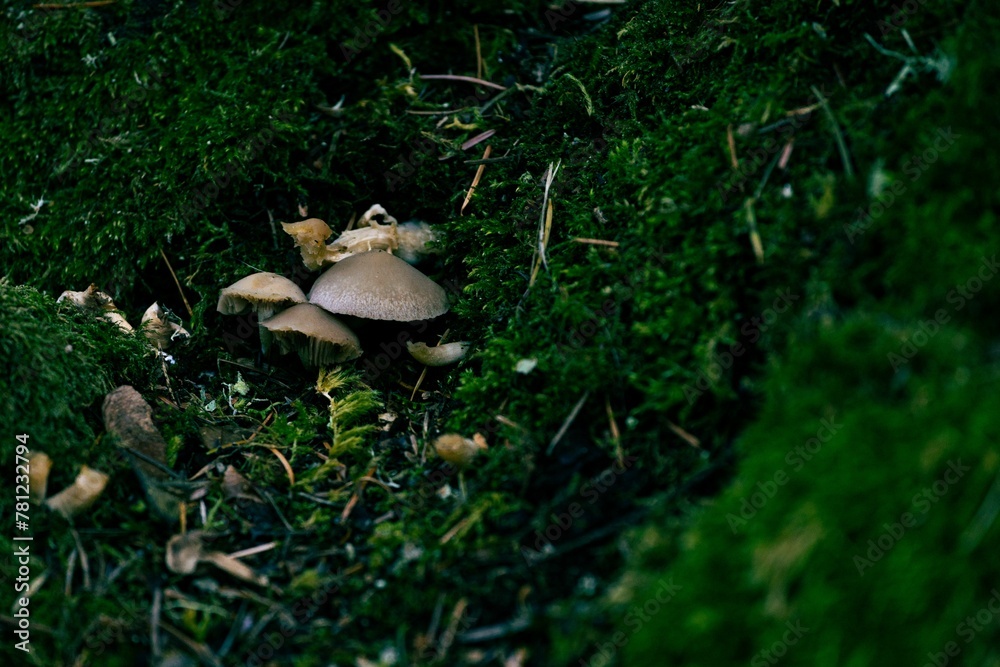Closeup shot of the Candolleomyces candolleanus Closeup shot of the Candolleomyces candolleanus