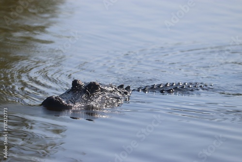 Closeup shot of a crocodile