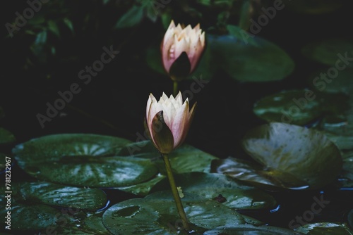 Obraz na plátně Closeup of pink waterlilies in a pond