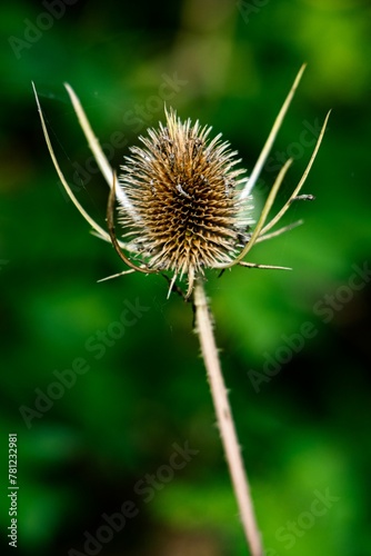 Vertical shot of a Thistle (Carduus) against blurred green background