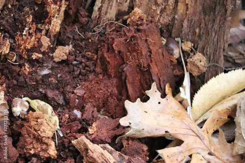 Closeup of dry brown leaves against the tree roots
