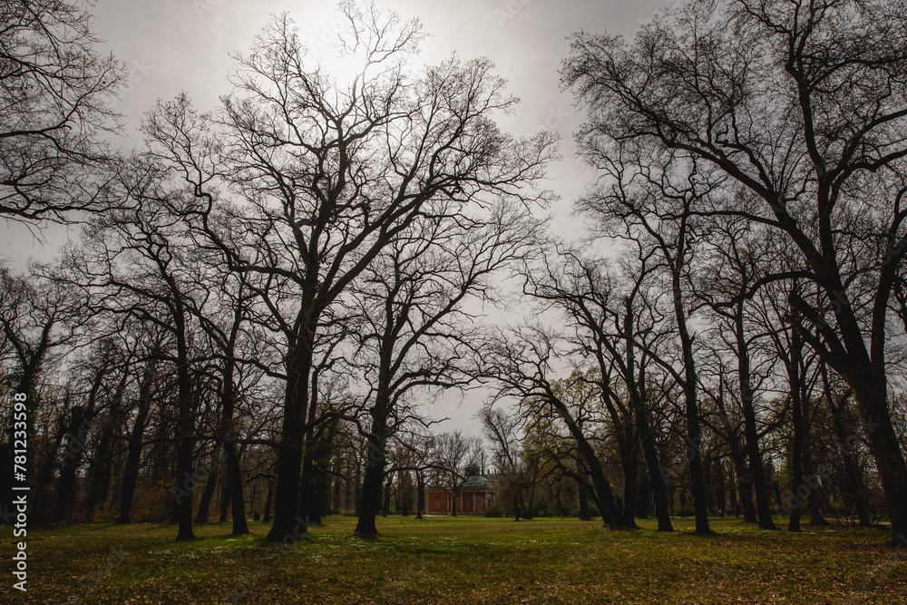 Park where tall, leafless trees cast intricate silhouettes against a cloudy sky Park where tall, leafless trees cast intricate silhouettes against a cloudy sky
