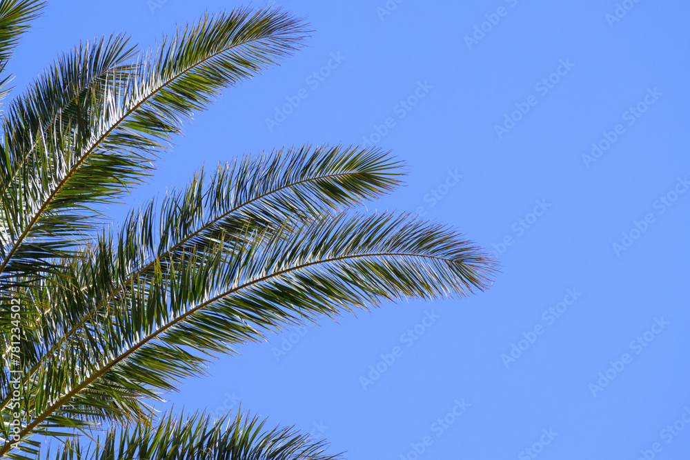 Detail of palm tree leaves against blue sky