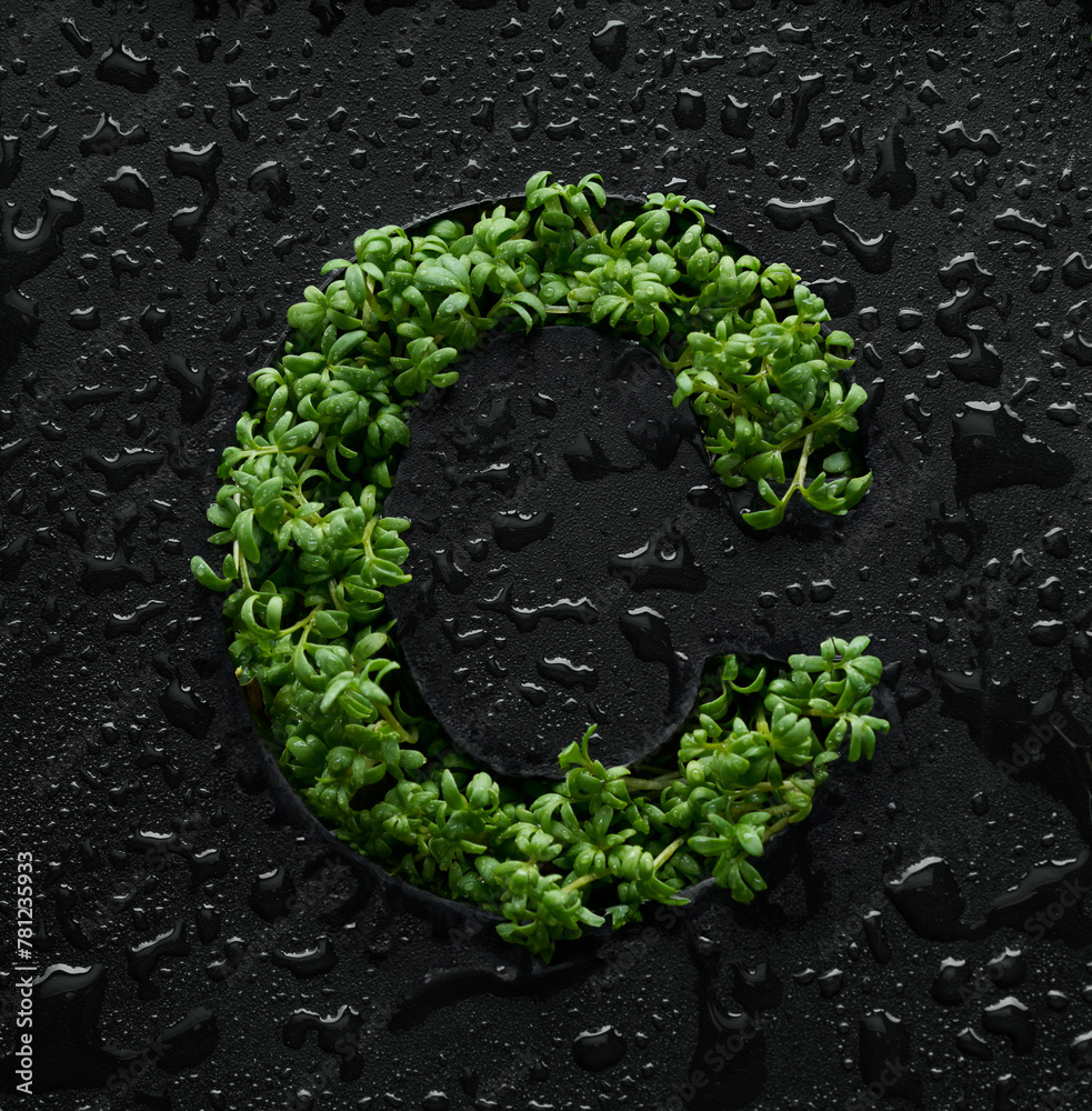 Fototapeta premium Capital letter is created from young green arugula sprouts on a black background covered with water drops.