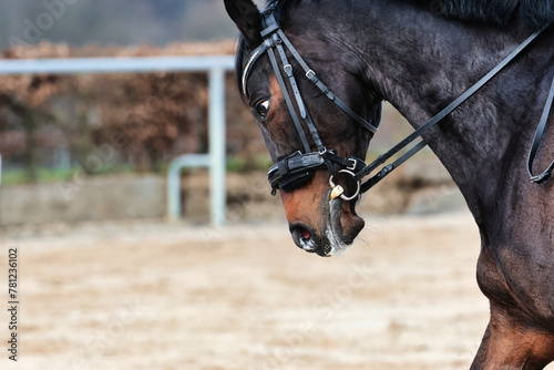 Horse training on the riding arena, close-up. © RD-Fotografie