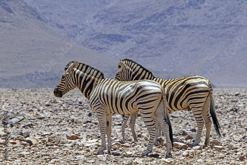 Picture of a group of zebras standing in a dry desert area in Namibia