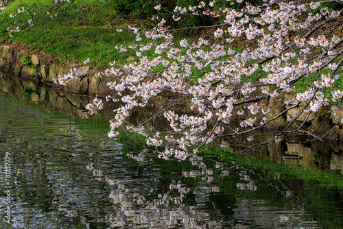 水辺で満開に咲く美しいソメイヨシノ（桜）。

桜の名所、日本国神奈川県横浜市鶴見区、三ツ池公園にて。
2024年4月7日撮影。


Beautiful Someiyoshino sakura (Cerasus x yedoensis, cherry blossom) trees in full bloom by the water.

At Mitsuike Park, Tsurumi Ward, photo