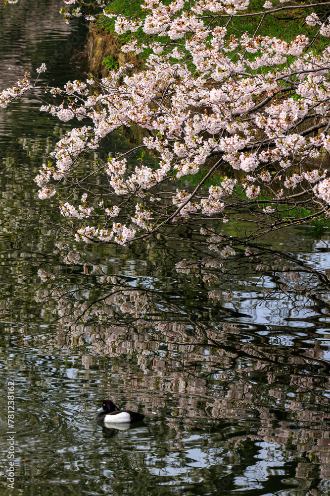 水辺で満開に咲く美しいソメイヨシノ(桜)とキンクロハジロ(カモ科)の群れ。
桜の名所、日本国神奈川県横浜市鶴見区、三ツ池公園にて。
2024年4月7日撮影。
Beautiful Someiyoshino sakura (Cerasus x yedoensis)(cherry blossom) in full bloom by the water and and flocks of Tufte 水辺で満開に咲く美しいソメイヨシノ(桜)とキンクロハジロ(カモ科)の群れ。
桜の名所、日本国神奈川県横浜市鶴見区、三ツ池公園にて。
2024年4月7日撮影。
Beautiful Someiyoshino sakura (Cerasus x yedoensis)(cherry blossom) in full bloom by the water and and flocks of Tufte