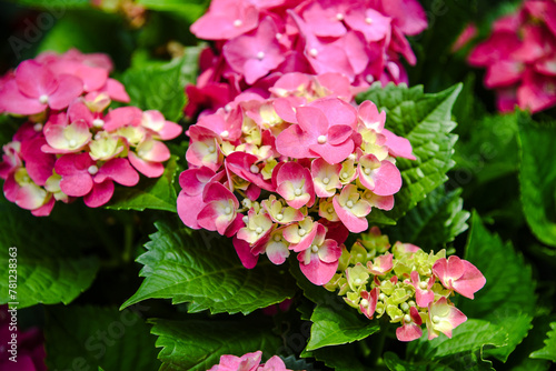 Hydrangeas blooming in Taiwan in June in the garden