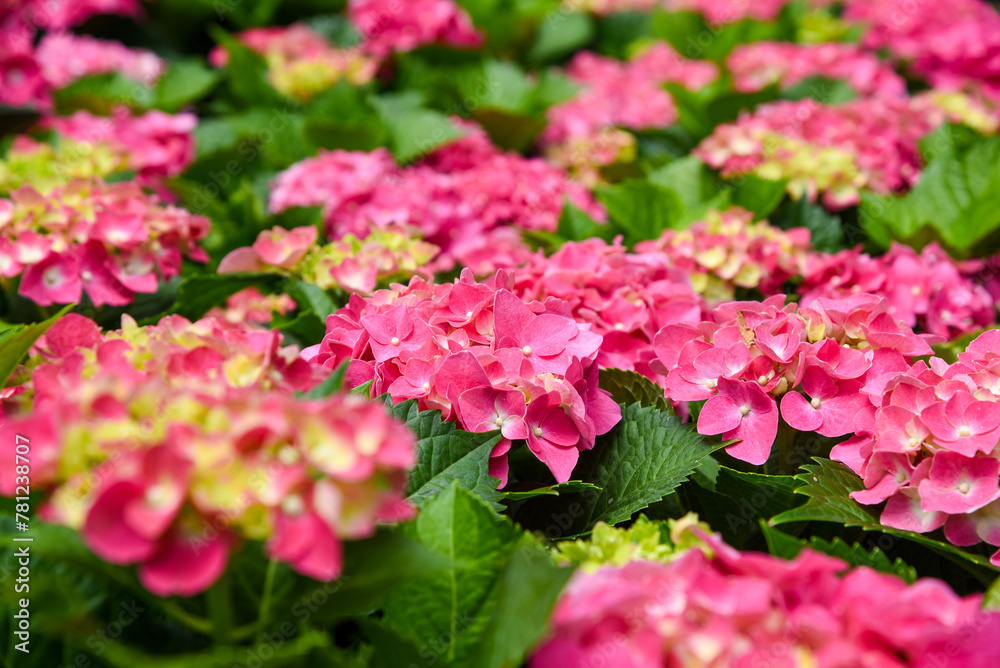 Hydrangeas blooming in Taiwan in June in the garden Hydrangeas blooming in Taiwan in June in the garden