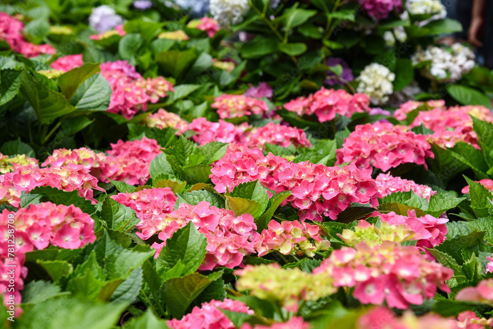 Hydrangeas blooming in Taiwan in June in the garden Hydrangeas blooming in Taiwan in June in the garden