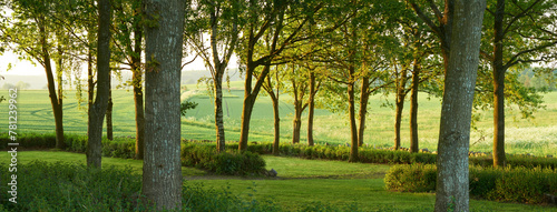 Nature, forest and spring with countryside, landscape and growth for natural climate and ecology. Morning, environment and denmark jungle with green, trees and woods for beauty and peace or calm