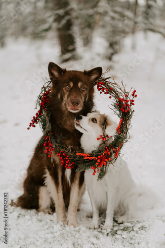 Zwei Hunde im Schnee mit Beerenkranz photo