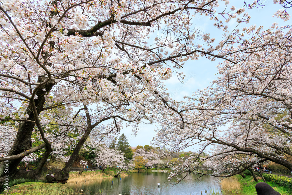 水辺で満開に咲く美しいソメイヨシノ（桜）。

桜の名所、日本国神奈川県横浜市鶴見区、三ツ池公園にて。
2024年4月7日撮影。


Beautiful Someiyoshino sakura (Cerasus x yedoensis, cherry blossom) trees in full bloom by the water.

At Mitsuike Park, Tsurumi Ward,