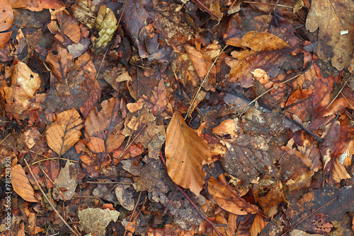 fallen autumn leaves