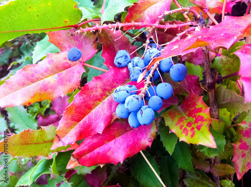 Blue berris in autumn bush photo