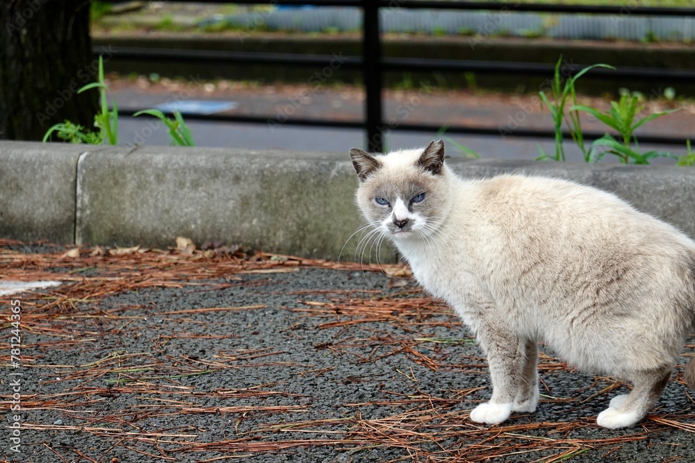 Fototapeta premium 野良猫 見つめる青い目