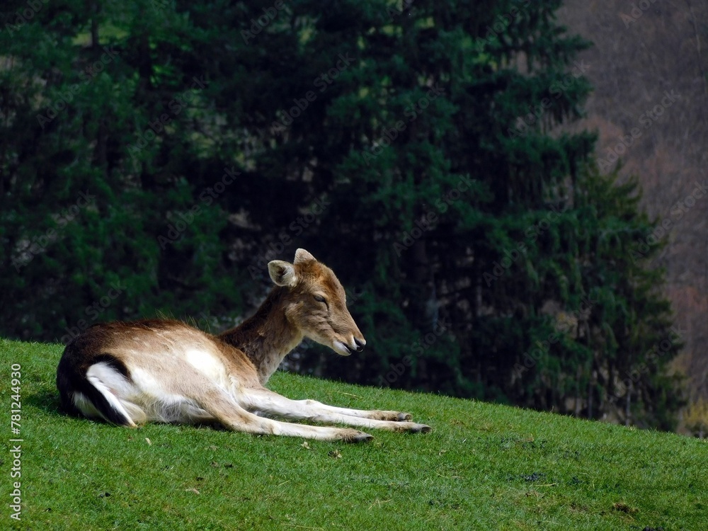 Obraz premium deer