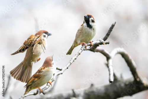 美しいソメイヨシノ（桜）の間を飛び回り盗蜜する可愛いスズメ（スズメ科）。日本国神奈川県横浜市鶴見区、矢向一丁目公園にて。 2024年4月7日撮影。Lovely Tree Sparrow (Passer montanus : family comprising sparrows) flitting among the beautiful Someiyoshino sakura (Cerasu