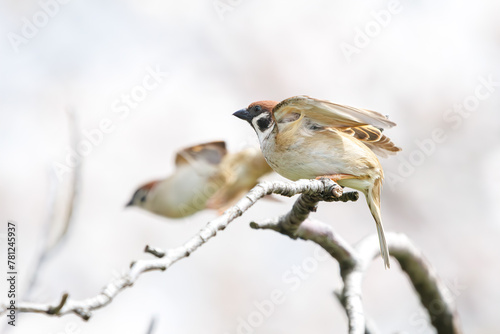 美しいソメイヨシノ（桜）の間を飛び回り盗蜜する可愛いスズメ（スズメ科）。  日本国神奈川県横浜市鶴見区、矢向一丁目公園にて。 2024年4月7日撮影。  Lovely Tree Sparrow (Passer montanus : family comprising sparrows) flitting among the beautiful Someiyoshino sakura (Cerasu © d3_plus