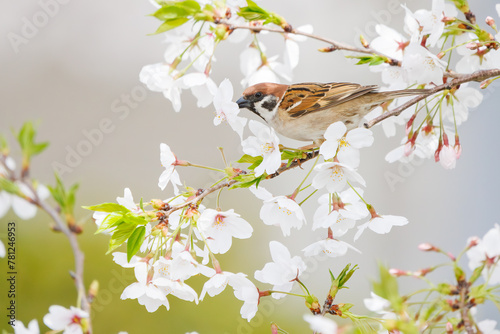 美しいソメイヨシノ（桜）の間を飛び回り盗蜜する可愛いスズメ（スズメ科）。

日本国神奈川県横浜市鶴見区、矢向一丁目公園にて。
2024年4月7日撮影。

Lovely Tree Sparrow (Passer montanus : family comprising sparrows) flitting among the beautiful Someiyoshino sakura (Cerasu photo