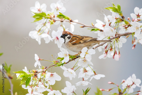 美しいソメイヨシノ（桜）の間を飛び回り盗蜜する可愛いスズメ（スズメ科）。

日本国神奈川県横浜市鶴見区、矢向一丁目公園にて。
2024年4月7日撮影。

Lovely Tree Sparrow (Passer montanus : family comprising sparrows) flitting among the beautiful Someiyoshino sakura (Cerasu photo