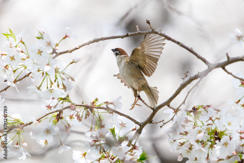 美しいソメイヨシノ(桜)の間を飛び回り盗蜜する可愛いスズメ(スズメ科)。
日本国神奈川県横浜市鶴見区、矢向一丁目公園にて。
2024年4月7日撮影。
Lovely Tree Sparrow (Passer montanus : family comprising sparrows) flitting among the beautiful Someiyoshino sakura (Cerasu 美しいソメイヨシノ(桜)の間を飛び回り盗蜜する可愛いスズメ(スズメ科)。
日本国神奈川県横浜市鶴見区、矢向一丁目公園にて。
2024年4月7日撮影。
Lovely Tree Sparrow (Passer montanus : family comprising sparrows) flitting among the beautiful Someiyoshino sakura (Cerasu
