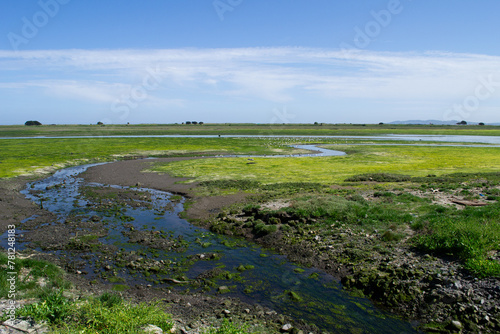 Mossy flatlands with gulls enjoying lowtide photo