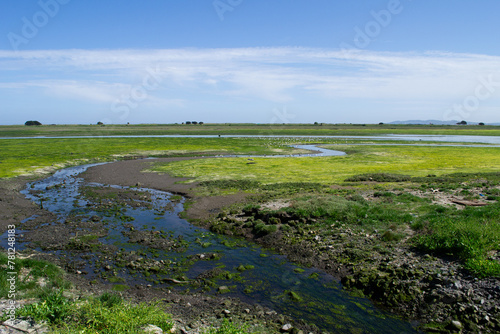 Foto Mossy flatlands with gulls enjoying lowtide
