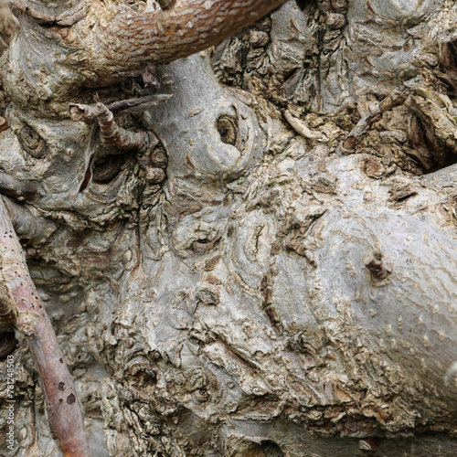 Gnarled tree trunk macro closeup photo