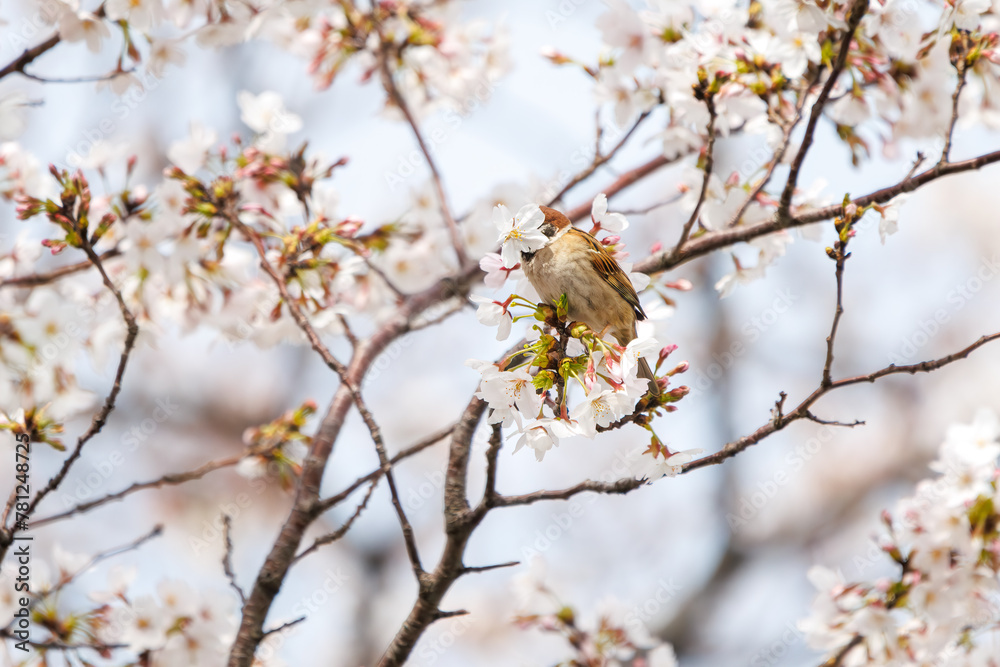 美しいソメイヨシノ(桜)の間を飛び回り盗蜜する可愛いスズメ(スズメ科)。
日本国神奈川県横浜市鶴見区、矢向一丁目公園にて。
2024年4月7日撮影。
Lovely Tree Sparrow (Passer montanus : family comprising sparrows) flitting among the beautiful Someiyoshino sakura (Cerasu 美しいソメイヨシノ(桜)の間を飛び回り盗蜜する可愛いスズメ(スズメ科)。
日本国神奈川県横浜市鶴見区、矢向一丁目公園にて。
2024年4月7日撮影。
Lovely Tree Sparrow (Passer montanus : family comprising sparrows) flitting among the beautiful Someiyoshino sakura (Cerasu