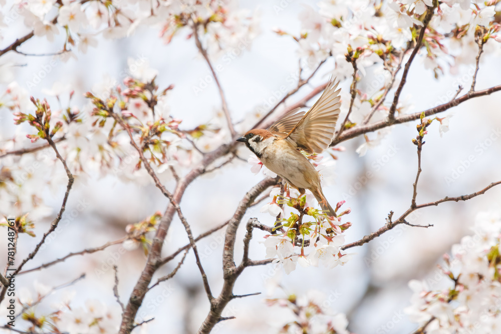美しいソメイヨシノ(桜)の間を飛び回り盗蜜する可愛いスズメ(スズメ科)。
日本国神奈川県横浜市鶴見区、矢向一丁目公園にて。
2024年4月7日撮影。
Lovely Tree Sparrow (Passer montanus : family comprising sparrows) flitting among the beautiful Someiyoshino sakura (Cerasu 美しいソメイヨシノ(桜)の間を飛び回り盗蜜する可愛いスズメ(スズメ科)。
日本国神奈川県横浜市鶴見区、矢向一丁目公園にて。
2024年4月7日撮影。
Lovely Tree Sparrow (Passer montanus : family comprising sparrows) flitting among the beautiful Someiyoshino sakura (Cerasu