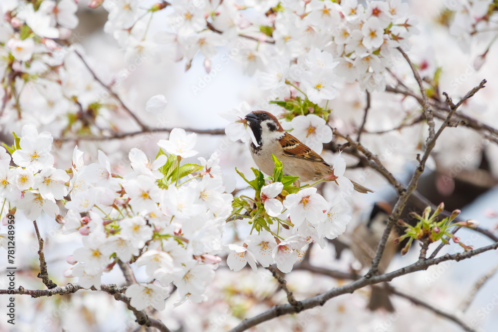 美しいソメイヨシノ(桜)の間を飛び回り盗蜜する可愛いスズメ(スズメ科)。
日本国神奈川県横浜市鶴見区、矢向一丁目公園にて。
2024年4月7日撮影。
Lovely Tree Sparrow (Passer montanus : family comprising sparrows) flitting among the beautiful Someiyoshino sakura (Cerasu 美しいソメイヨシノ(桜)の間を飛び回り盗蜜する可愛いスズメ(スズメ科)。
日本国神奈川県横浜市鶴見区、矢向一丁目公園にて。
2024年4月7日撮影。
Lovely Tree Sparrow (Passer montanus : family comprising sparrows) flitting among the beautiful Someiyoshino sakura (Cerasu