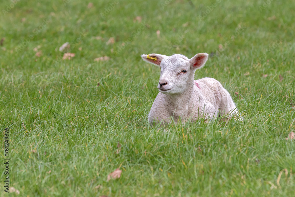 Newborn Lamb in a Meadow