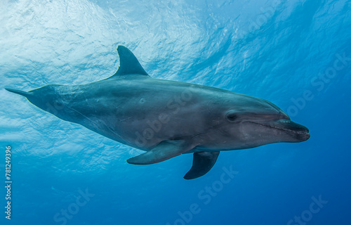 dolphin in the sea © Inna
