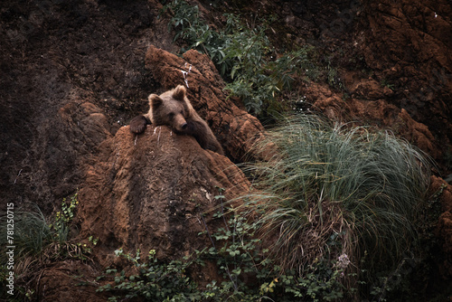 portrait of funny eurasian brown bear lying on the rocks photo