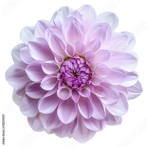 purple dahlia flower isolated on transparent background. Ai generated 
