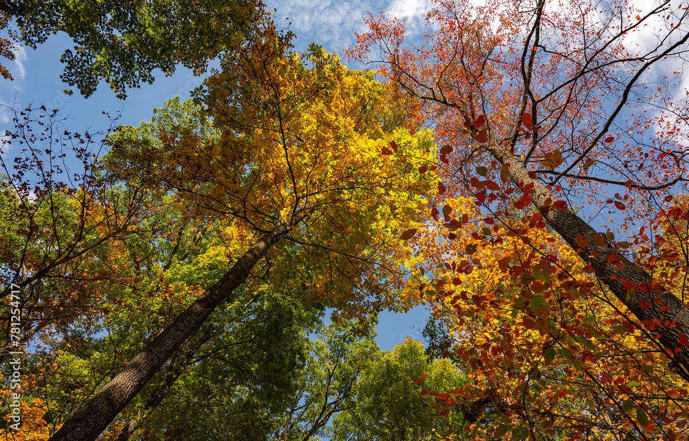 Autumn forest trees. autumn leaves in the sky Autumn forest trees. autumn leaves in the sky