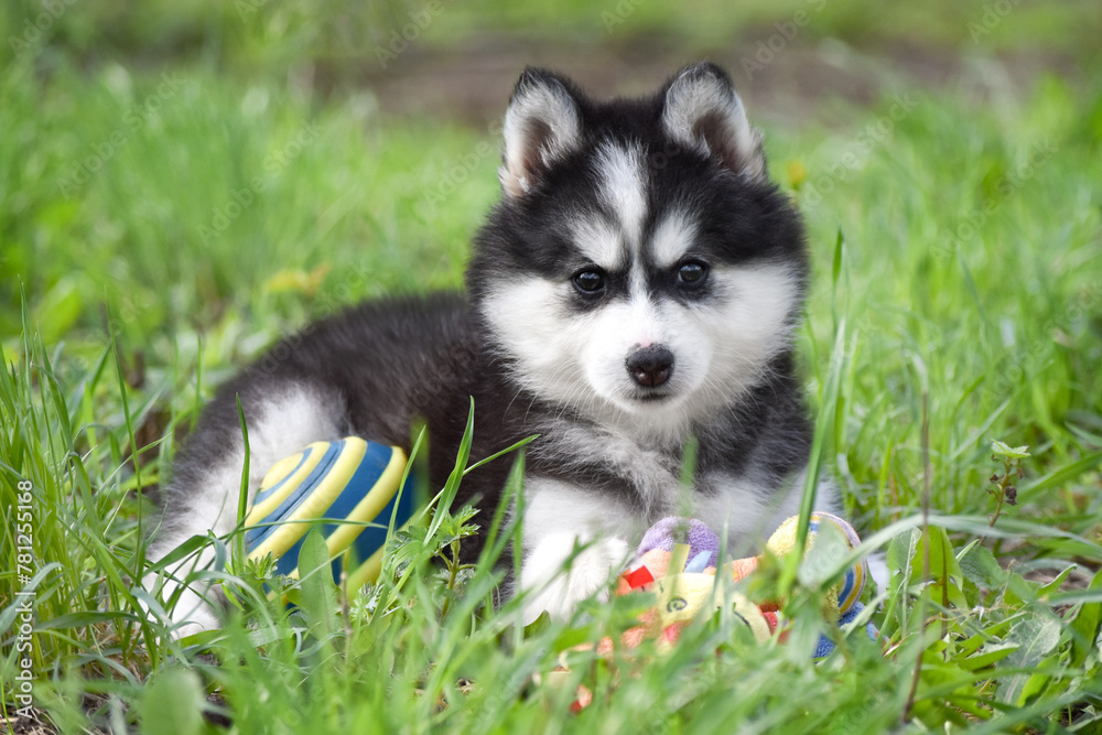 A black and white Siberian Husky puppy lies in the green grass in a spring park