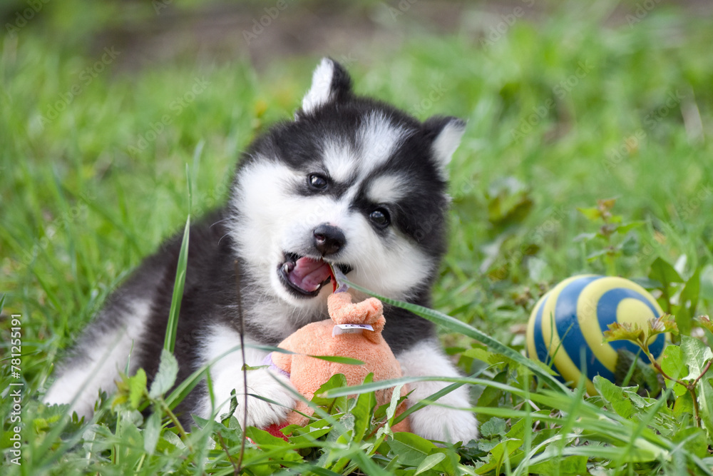 Siberian husky puppy playing with soft toy in the spring garden
