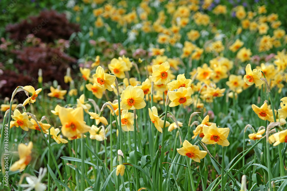 Yellow and orange Narcissus daffodil, ‘Pipe Major’ in flower. Yellow and orange Narcissus daffodil, ‘Pipe Major’ in flower.