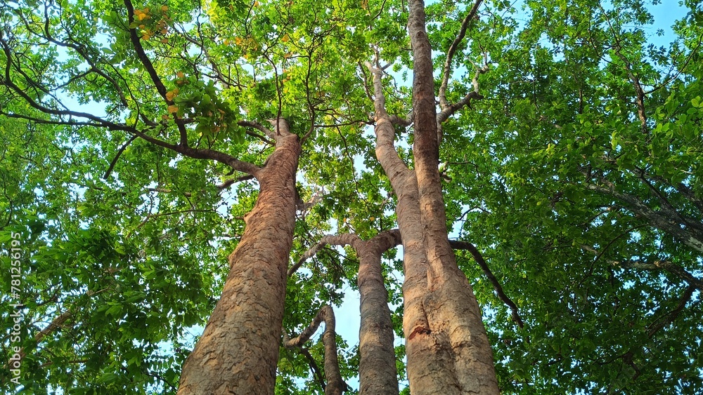 Fototapeta premium Forest trees. nature green wood sunlight backgrounds. fresh environment in park, green plants providing oxygen in summer park, forest trees with small leaves on sunny day