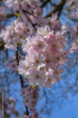 Oriental cherry (Sakura) - flowers blooming