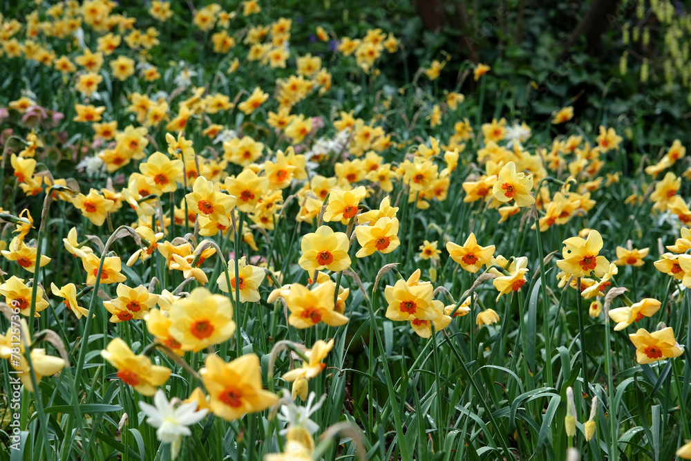 Yellow and orange Narcissus daffodil, ‘Pipe Major’ in flower.