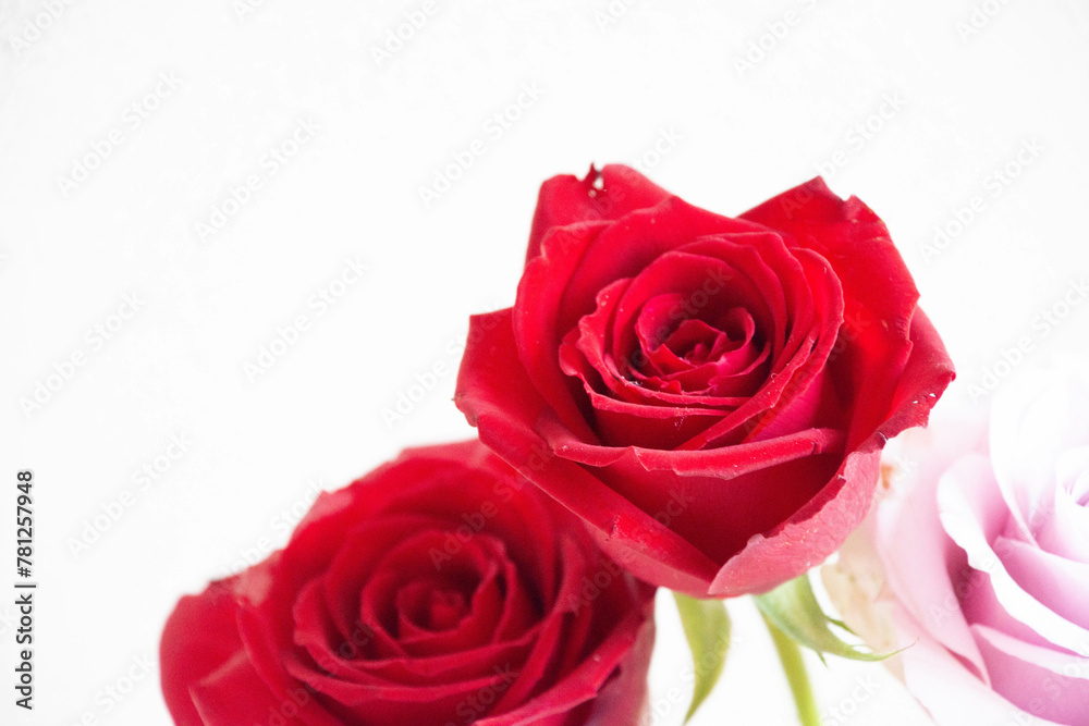 赤い薔薇 赤い薔薇