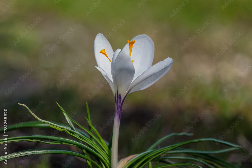 Spring, Saffron, crocus - a genus of plants from the Iridaceae family. It includes about 250 species. Spring, Saffron, crocus - a genus of plants from the Iridaceae family. It includes about 250 species.