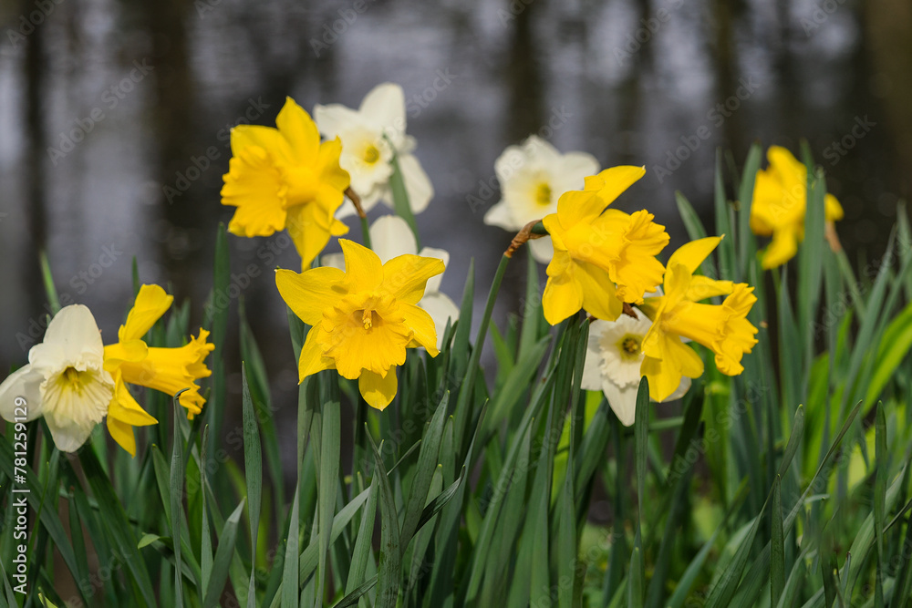 Obraz premium Spring, Narcissus - a genus of plants belonging to the amaryllis family. It includes 74 species and a large number of hybrids.