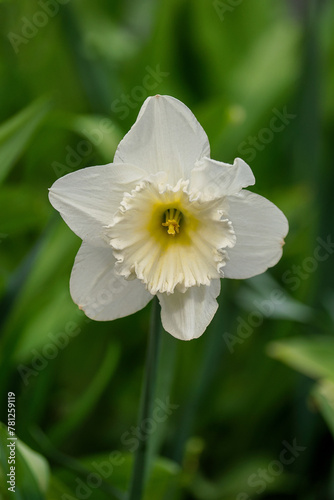 Spring, Narcissus - a genus of plants belonging to the amaryllis family. It includes 74 species and a large number of hybrids.